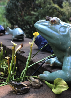 Frogs pay homage to their frog idols.  